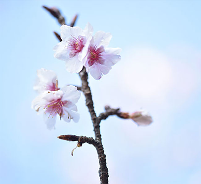 駿府城公園の桜が咲きました