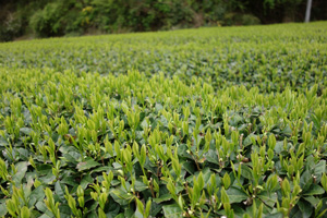 DSC05159s300.jpg