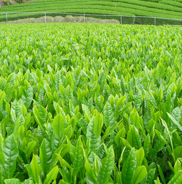 小島茶店のお茶